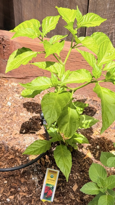 🌶