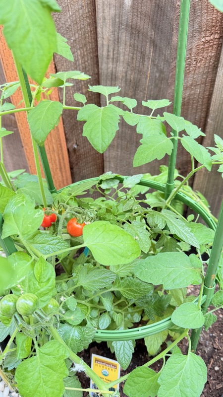🍅
