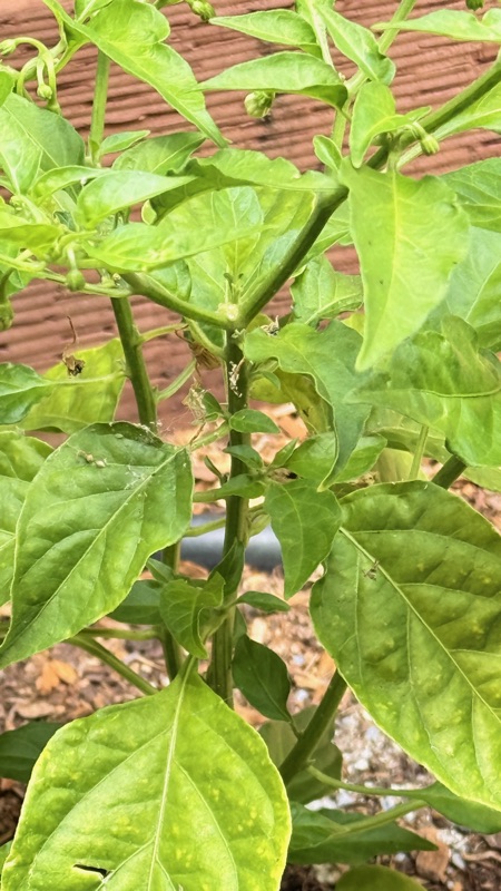 🌶