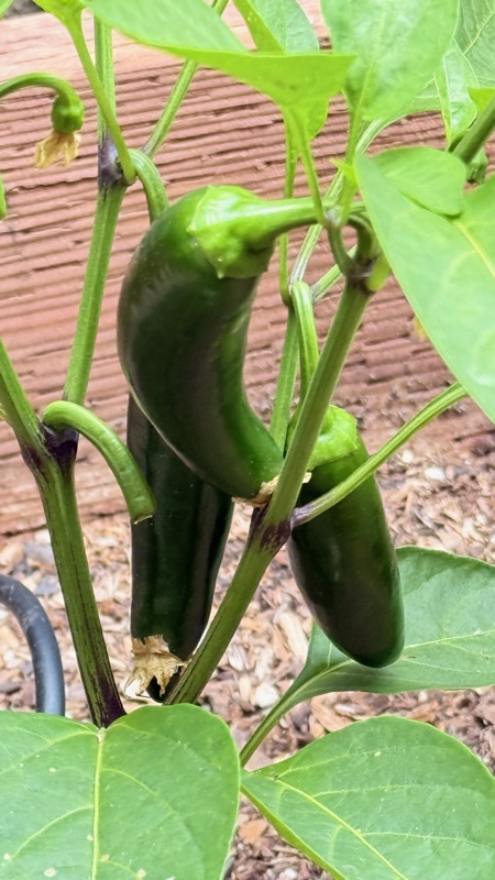 🌶