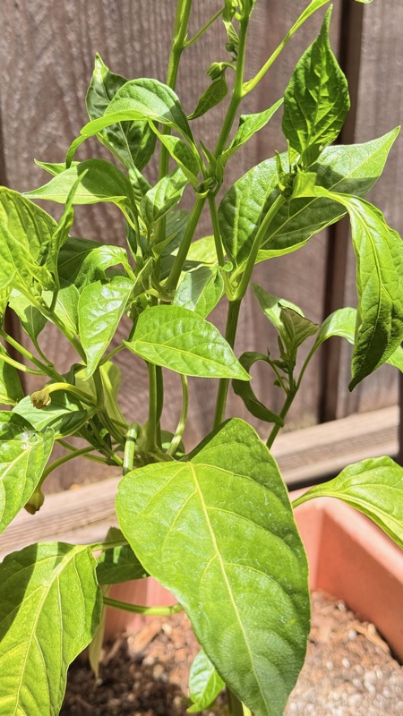 🌶