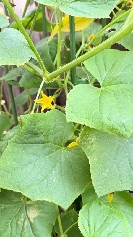 🥒