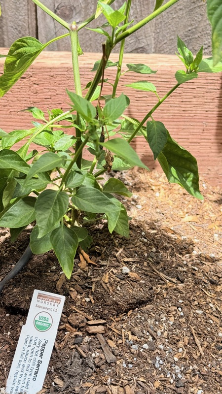 🌶
