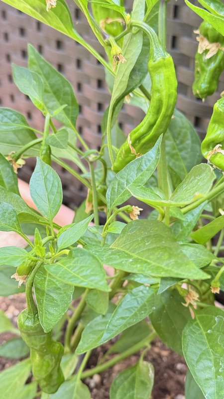 🌶