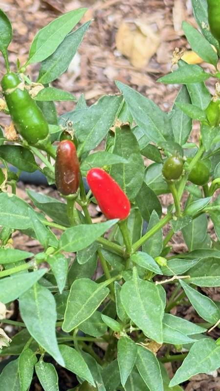 🌶