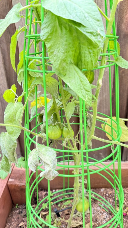 🍅